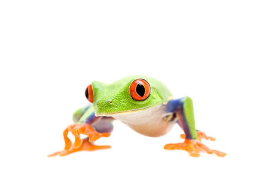 frog walking closeup isolated on white - a red-eyed tree frog