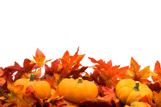 Fall leaves with pumpkin on white background, fall harvest