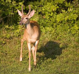 whitetail buck in velvet with his shadow
