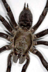 Tarantula