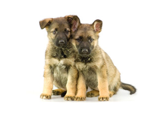 two germany sheep-dog`s puppies isolated on white background.