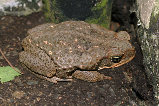 a huge brown toad waiting for its prey .