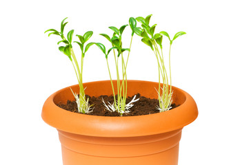 Green saplings growing in the clay pot