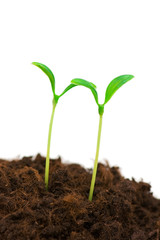 Two seedlings illustrating the concept of new life