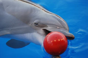 Foto op Plexiglas dolfijn en medeplichtig © Fred