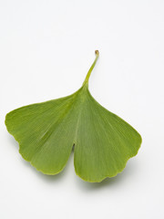 Ginkgo Biloba