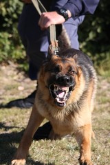 Angry police dog baring it's teeth and being restrained