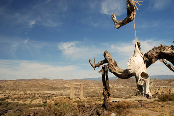 Skull in the Spanish desert