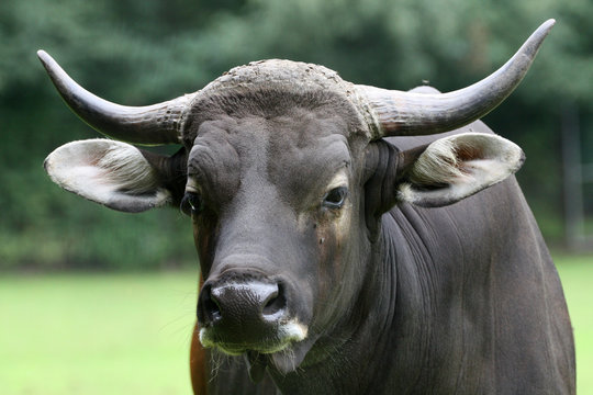 Banteng