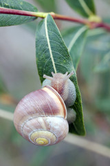 Escargot sur une feuille