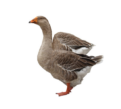Domestic goose isolated on a white background