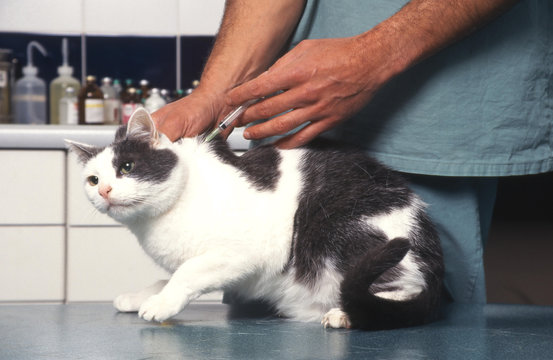 chat de gouttière chez le veterinaire