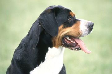 tete du grand bouvier suisse
