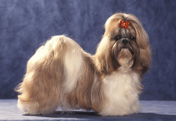 shih tzu statique en studio