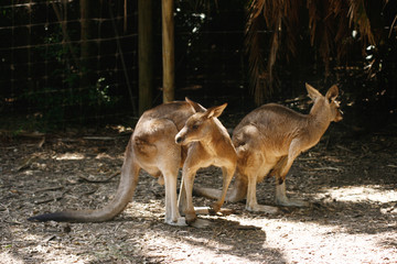 Naklejka na ściany i meble Red kangaroos (Macropus rufus)
