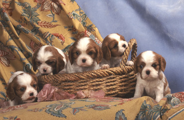 famille de chiots cavaliers dans un panier