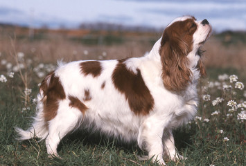 cavaliers king charles qui pose