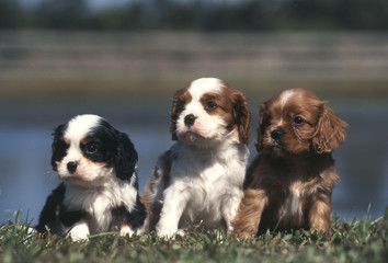 chiots cavaliers au bord du lac