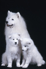 Obraz premium la famille samoyedes