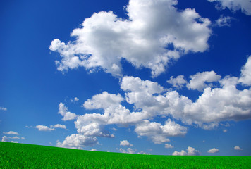 Fototapeta premium field