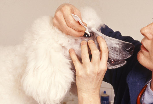 vétérinaire mettant des gouttes dans les yeux d'un chien