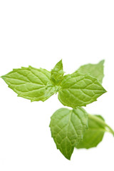 close-ups of fresh mint - herb isolated on white