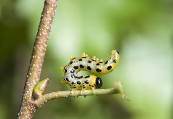 Kopfstand der Raupe einer Birkenblattwespe