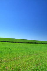 Obraz na płótnie Canvas summer country view with cloudless sky
