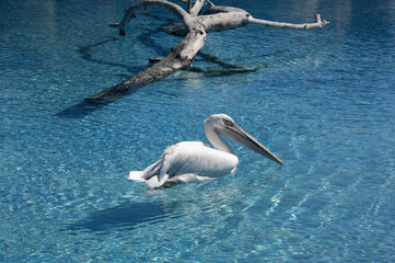 Pelicano nadando