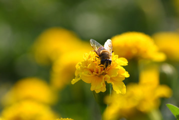 Close up of the drone sitting on yellow tagetes.