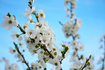 Blossom sky blue white spring