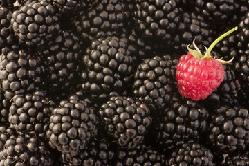 A single raspberry stands out among blackberries