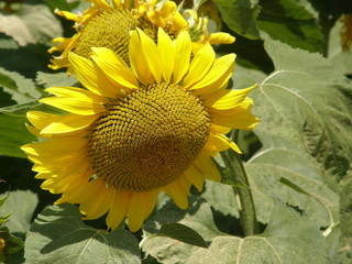 girasoli12