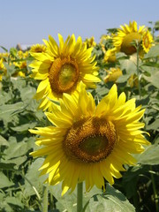 Obraz premium girasoli18
