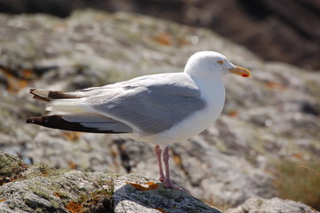 Gabbiano