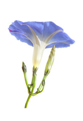 ipomoea, flower and bud, side veiw, isolated on white