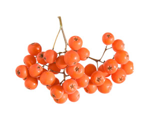 mountain ash berries cluster,, isolated on white,