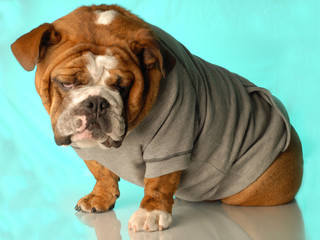 english bulldog wearing workout gear ready to start training..