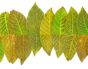 Fototapeta premium color leaves background