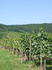 Fototapeta na wymiar Vignoble d'Alsace