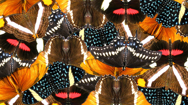 Butterfly collage