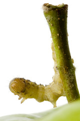closeup of a caterpillar on the stem of a green apple