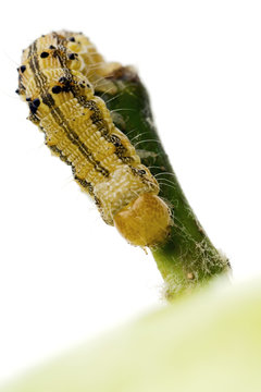 closeup of a caterpillar on the stem of a green apple