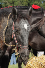 percheron francais © loflo