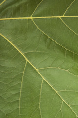 Green maple leaf background close up