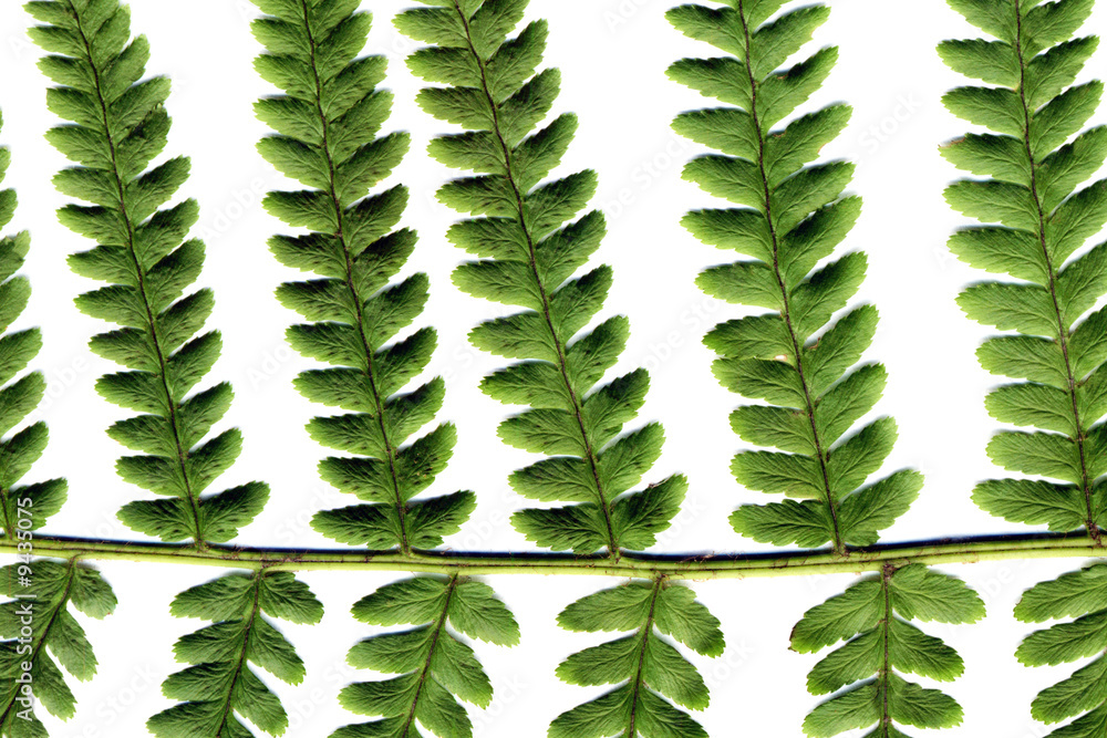 Canvas Prints fern isolated on white background