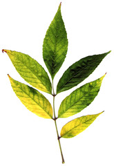 autumn leaf on white background