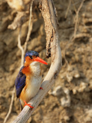 Malachiteisvogel (Alcedo cristata) im Okavango Delta, Botswana