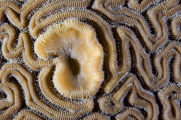 Brain Coral Background