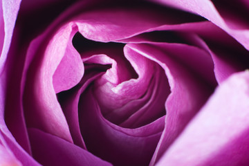 Obraz na płótnie Canvas A full frame macro af a purple rose.